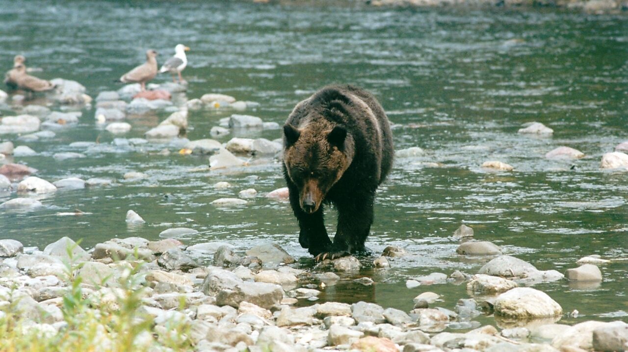 Медведь идет по мелководной речке