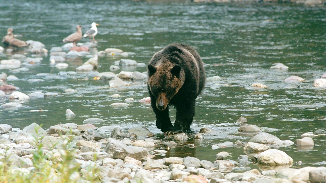 Медведь идет по мелководной речке