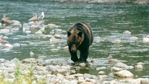 Медведь идет по мелководной речке