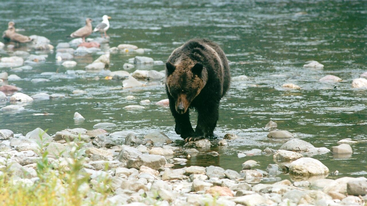 Медведь идет по мелководной речке